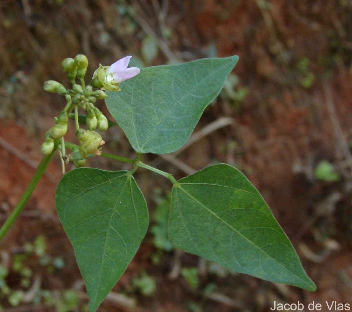 Phaseolus lunatus L.